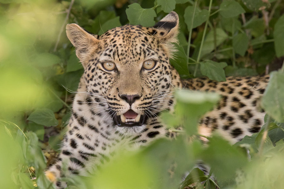 Leopard in Morami National Park, Botswana